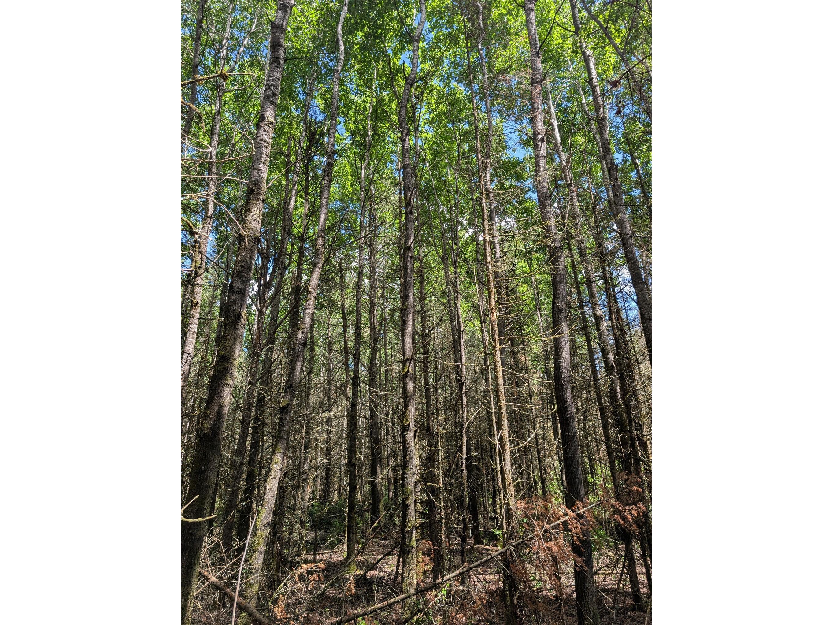 Lot 4 Main Road Springbrook WI 54875 1602445 image14