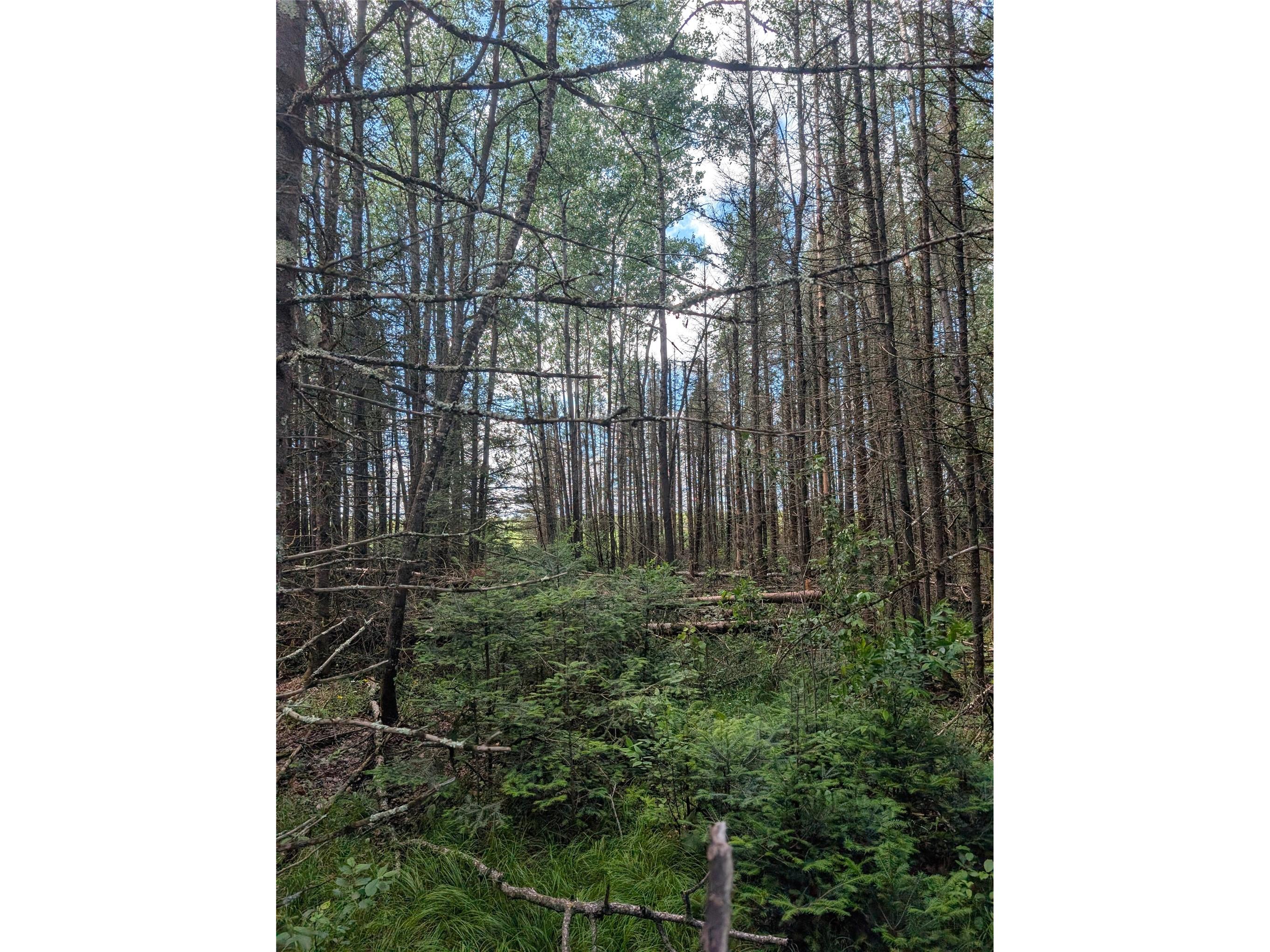 Lot 4 Main Road Springbrook WI 54875 1602445 image15