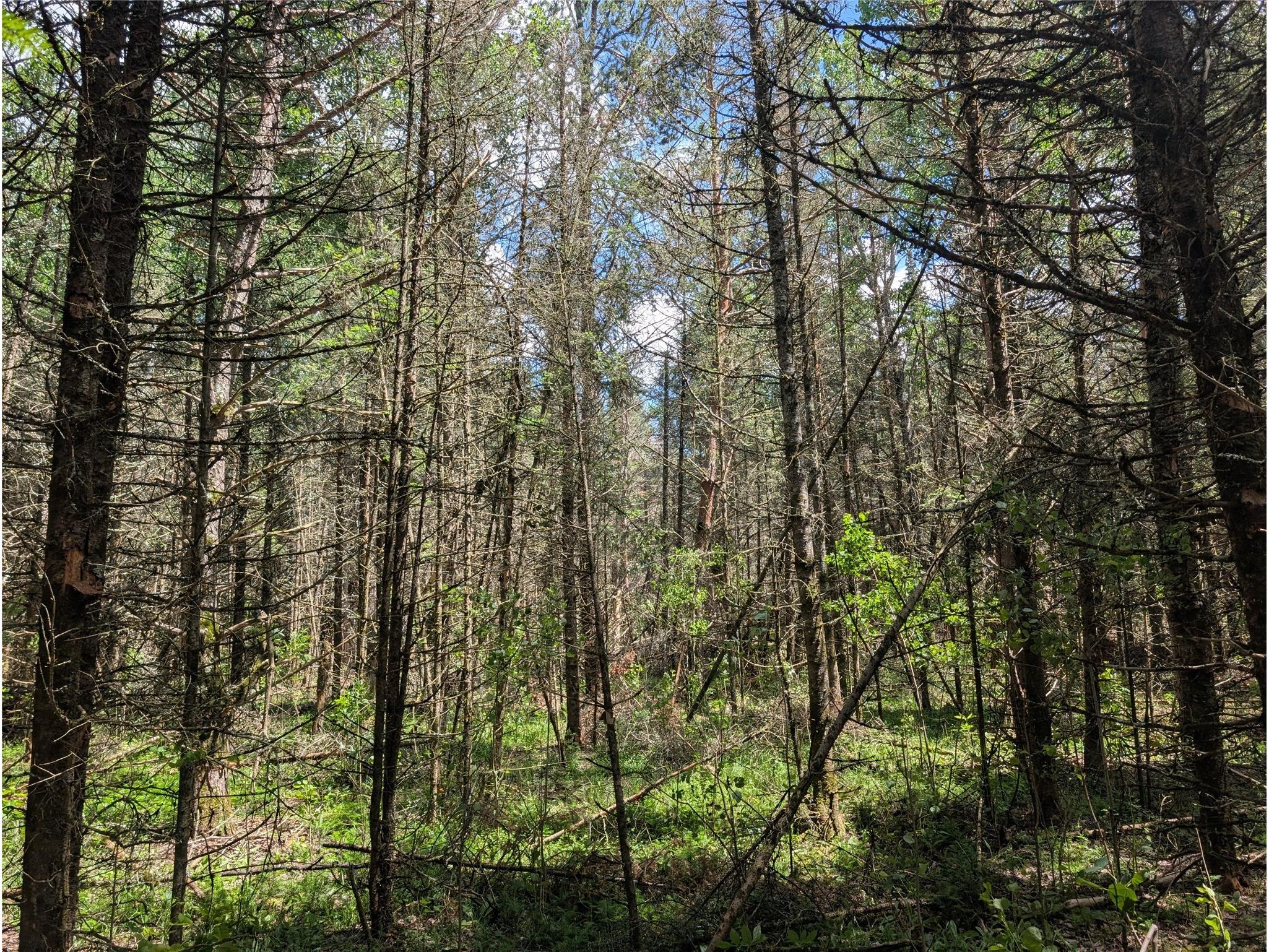 Lot 4 Main Road Springbrook WI 54875 1602445 image17