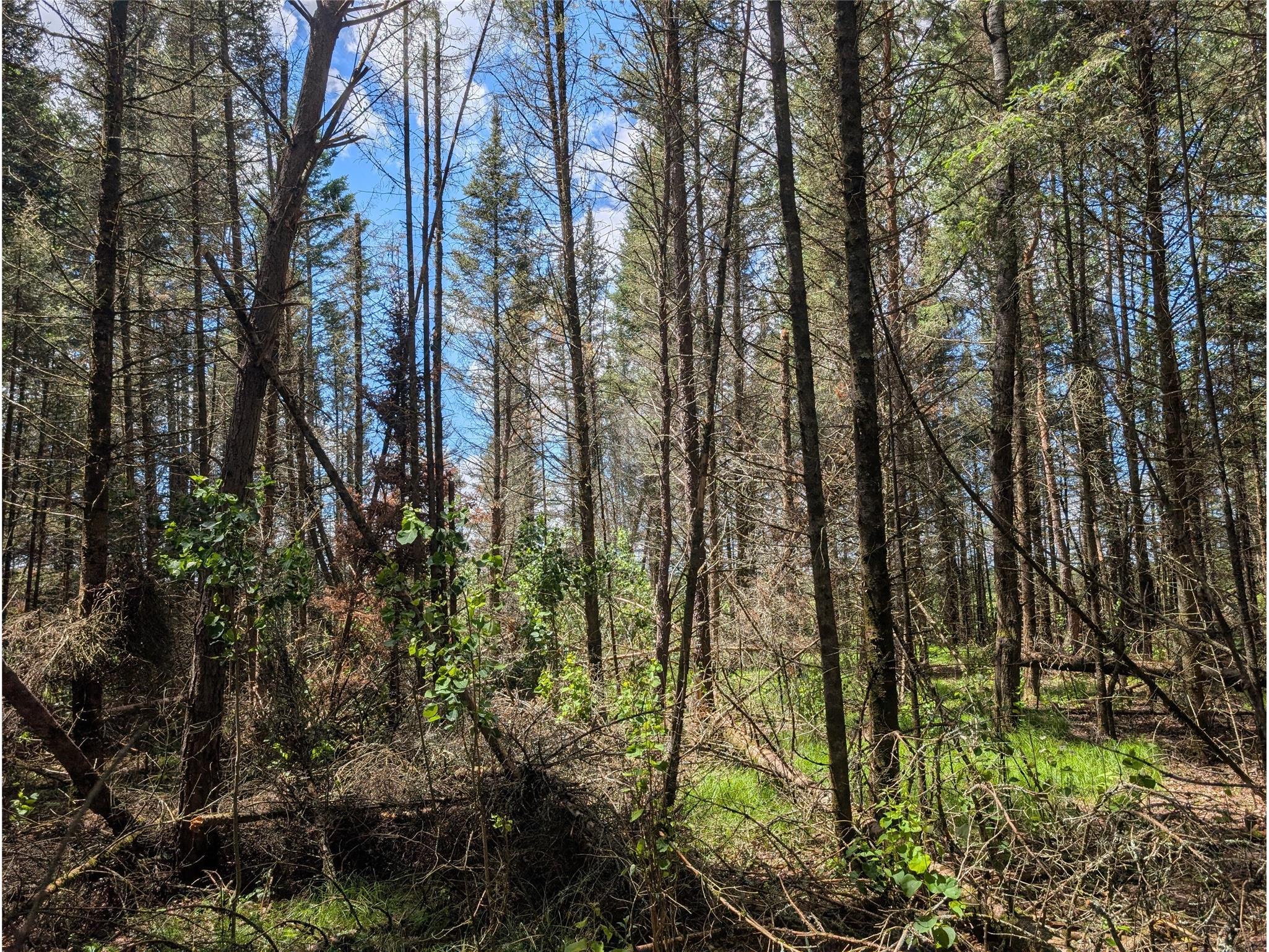 Lot 4 Main Road Springbrook WI 54875 1602445 image18