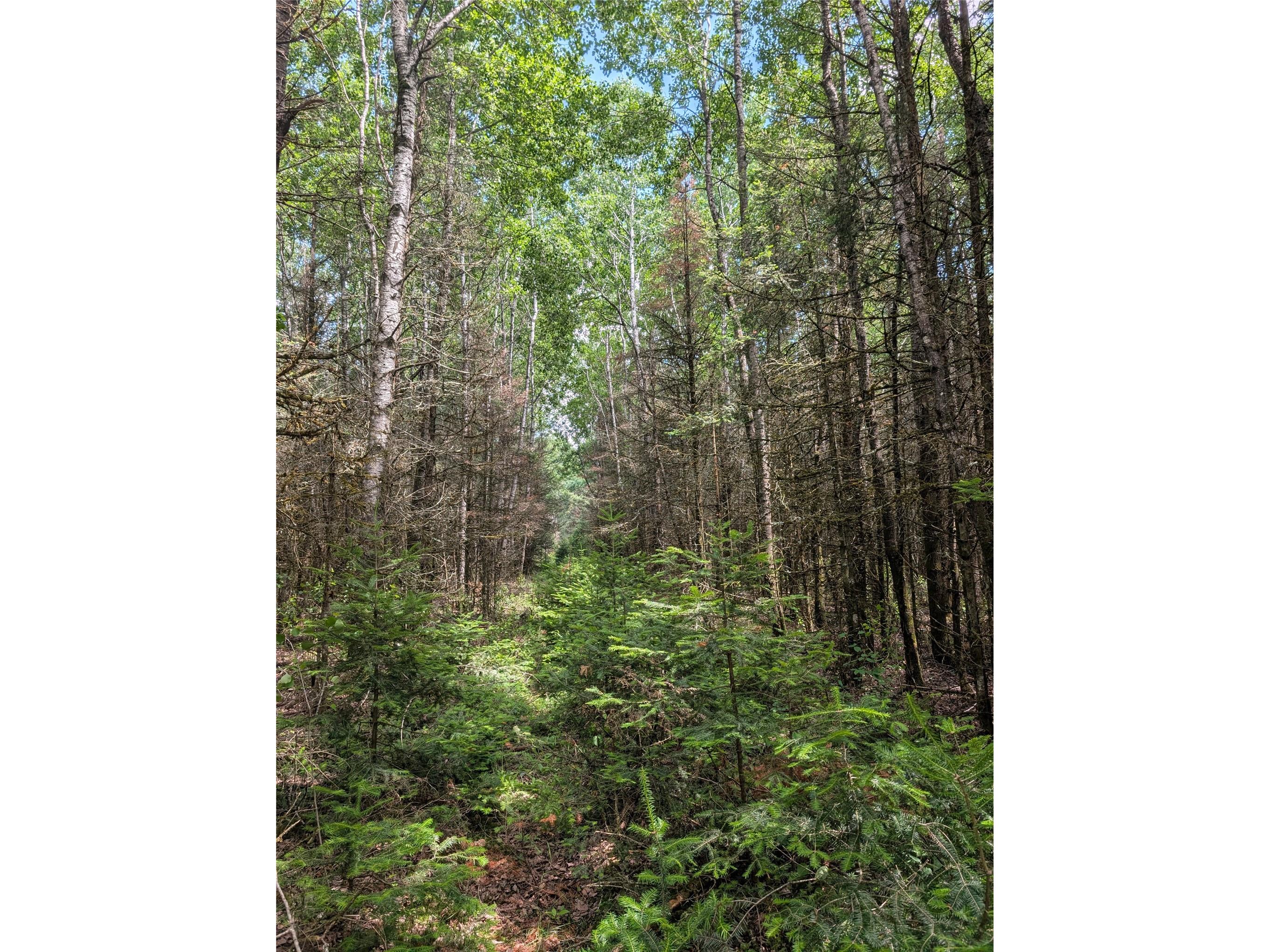 Lot 4 Main Road Springbrook WI 54875 1602445 image4