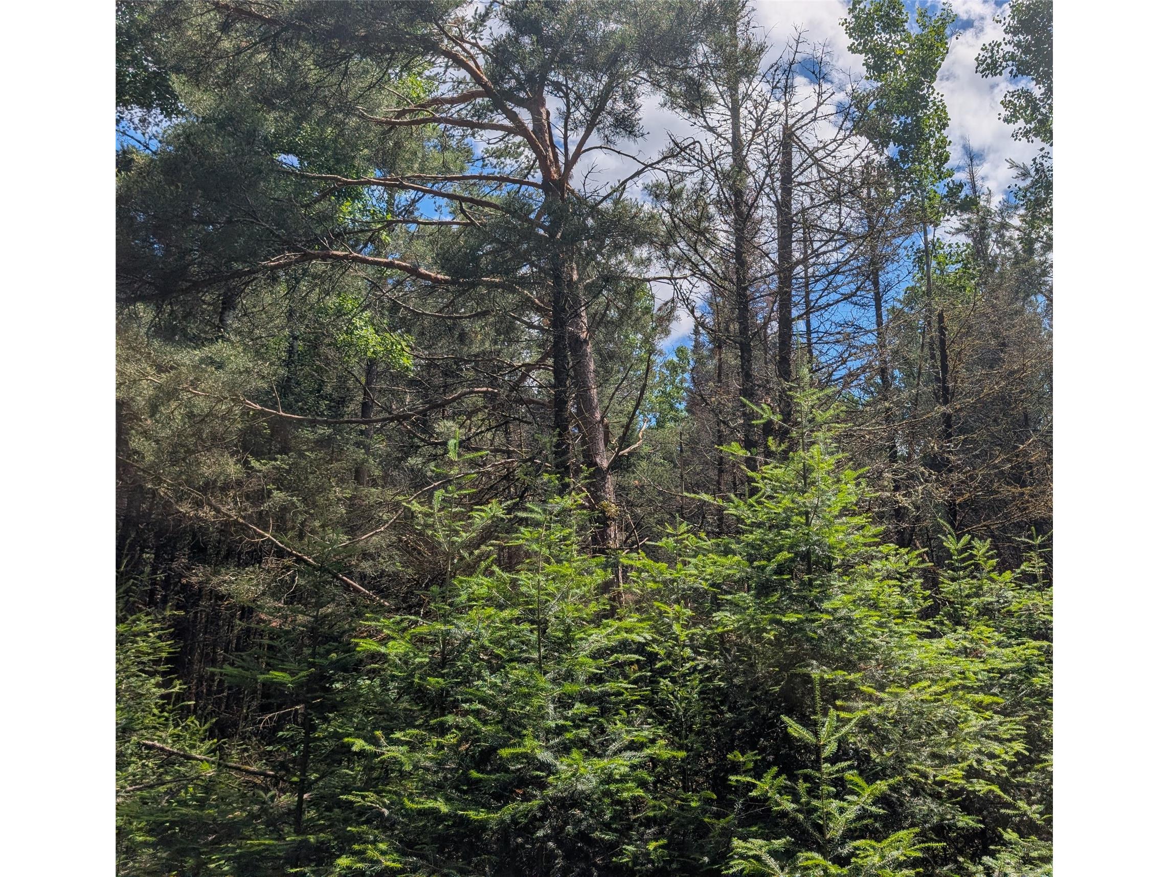 Lot 4 Main Road Springbrook WI 54875 1602445 image5