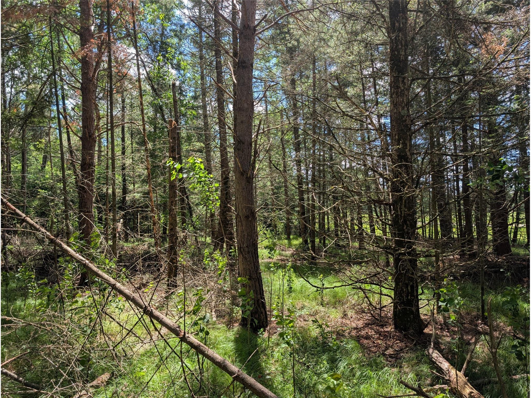 Lot 4 Main Road Springbrook WI 54875 1602445 image9