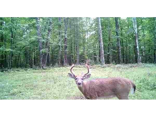 Lot 4 Off Highway 77 Hayward WI 54843 1588633 image1