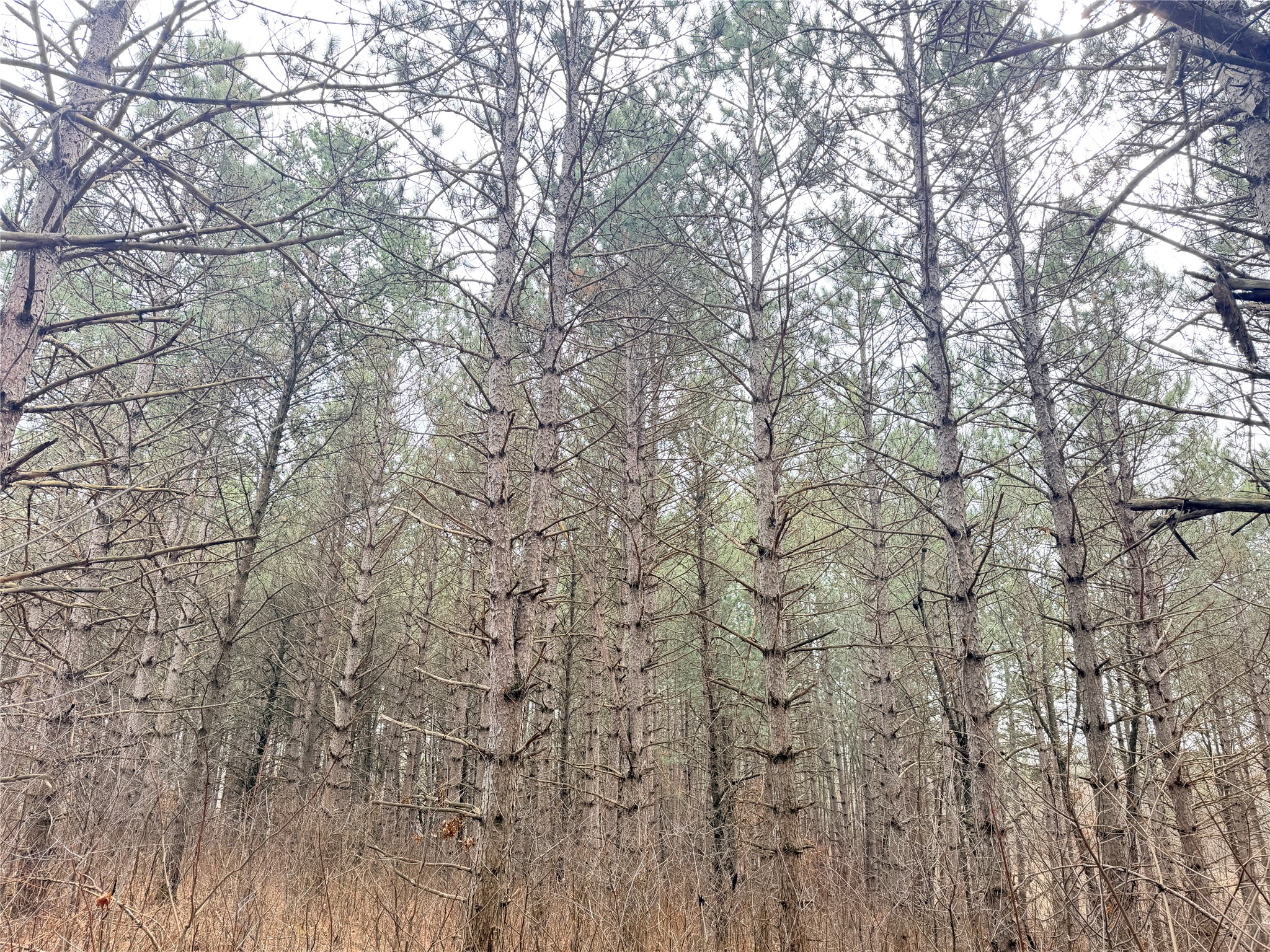 Lot 5 Big Lake Drive Osceola WI 54020 - 36-14 1599514 image5