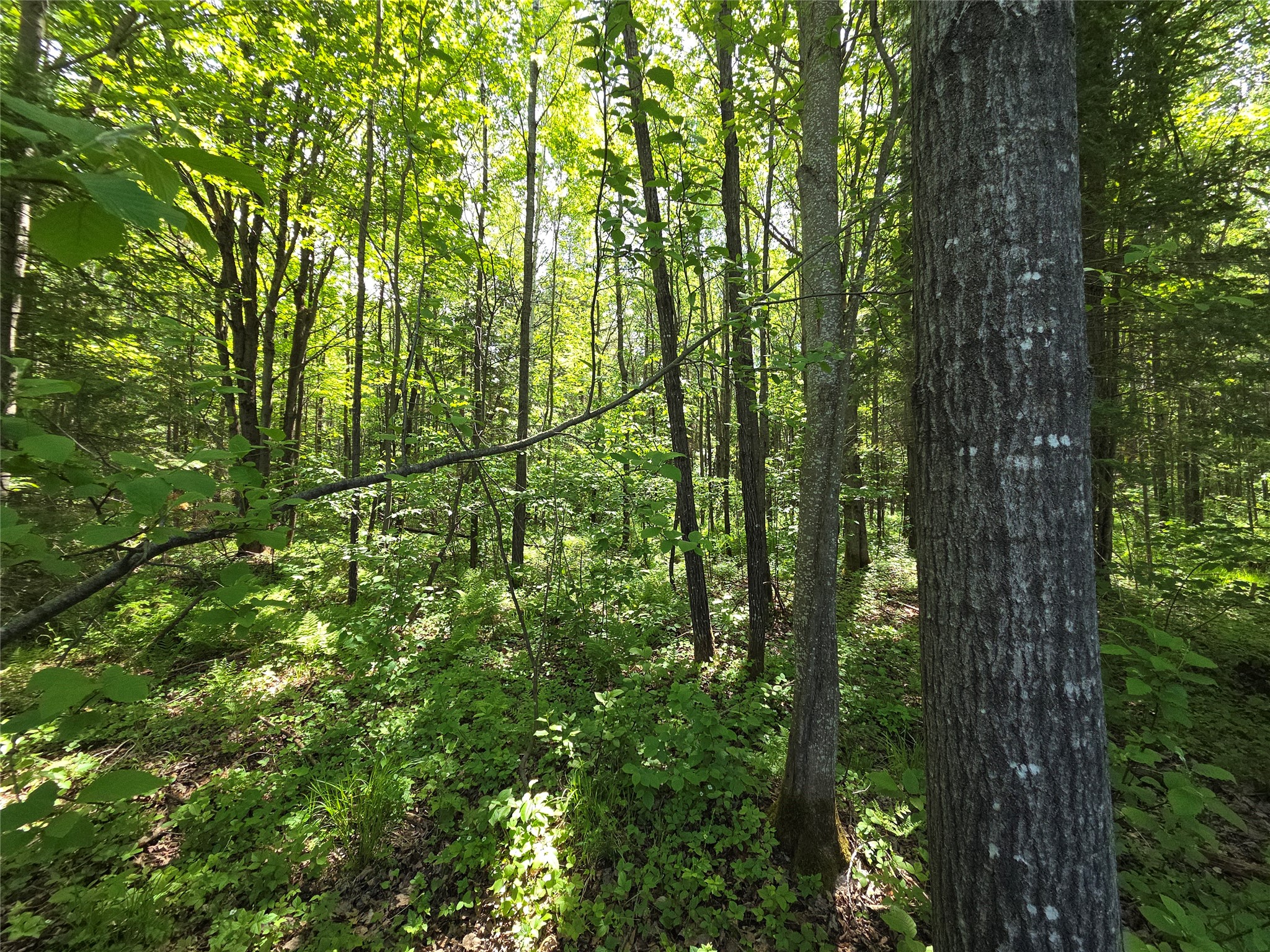 Lot 5 E Solberg Lake Road Phillips WI 54555 1601649 image1