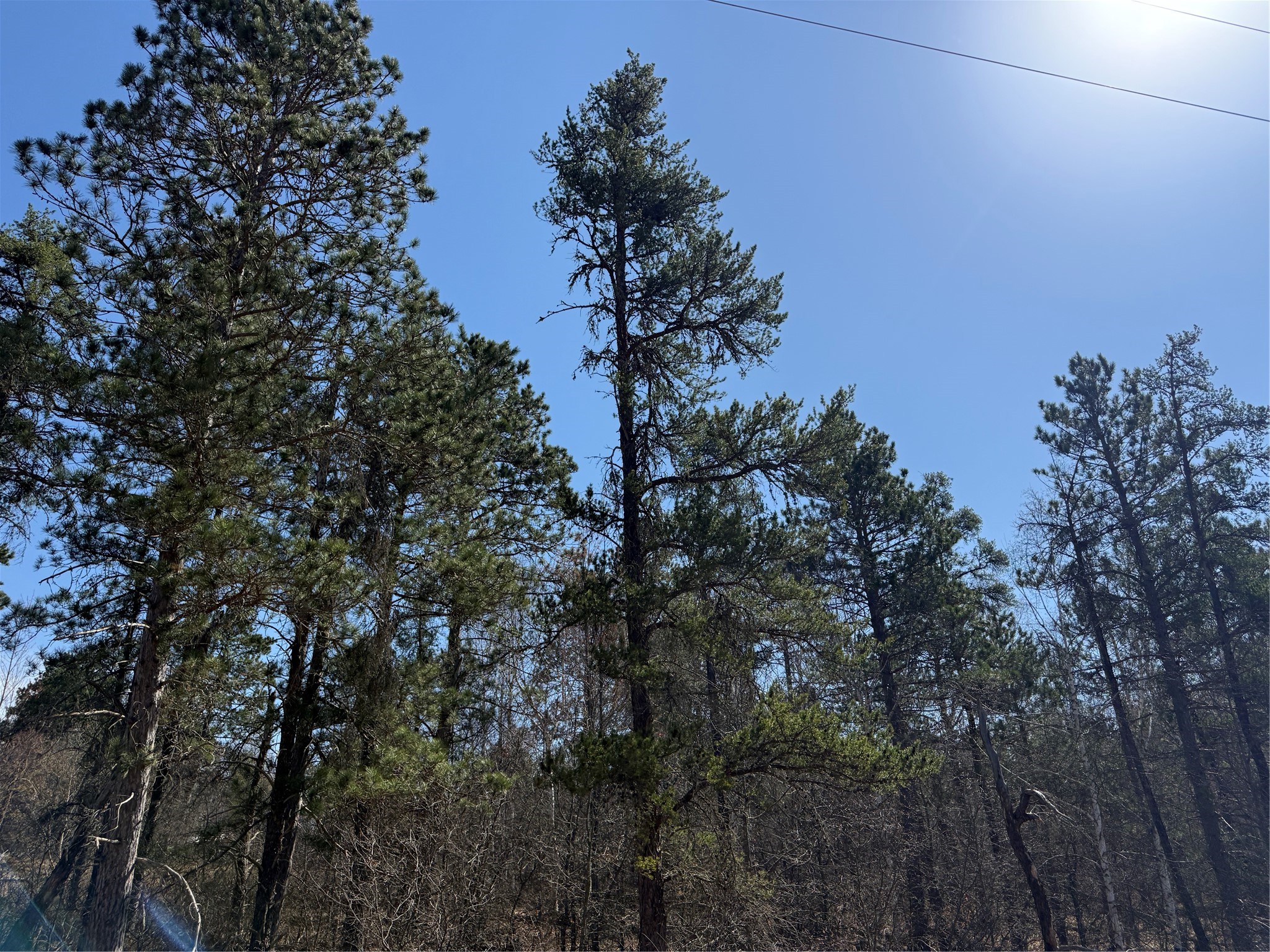 Lot 51 Aspen Lane Barnes WI 54873 1600931 image3