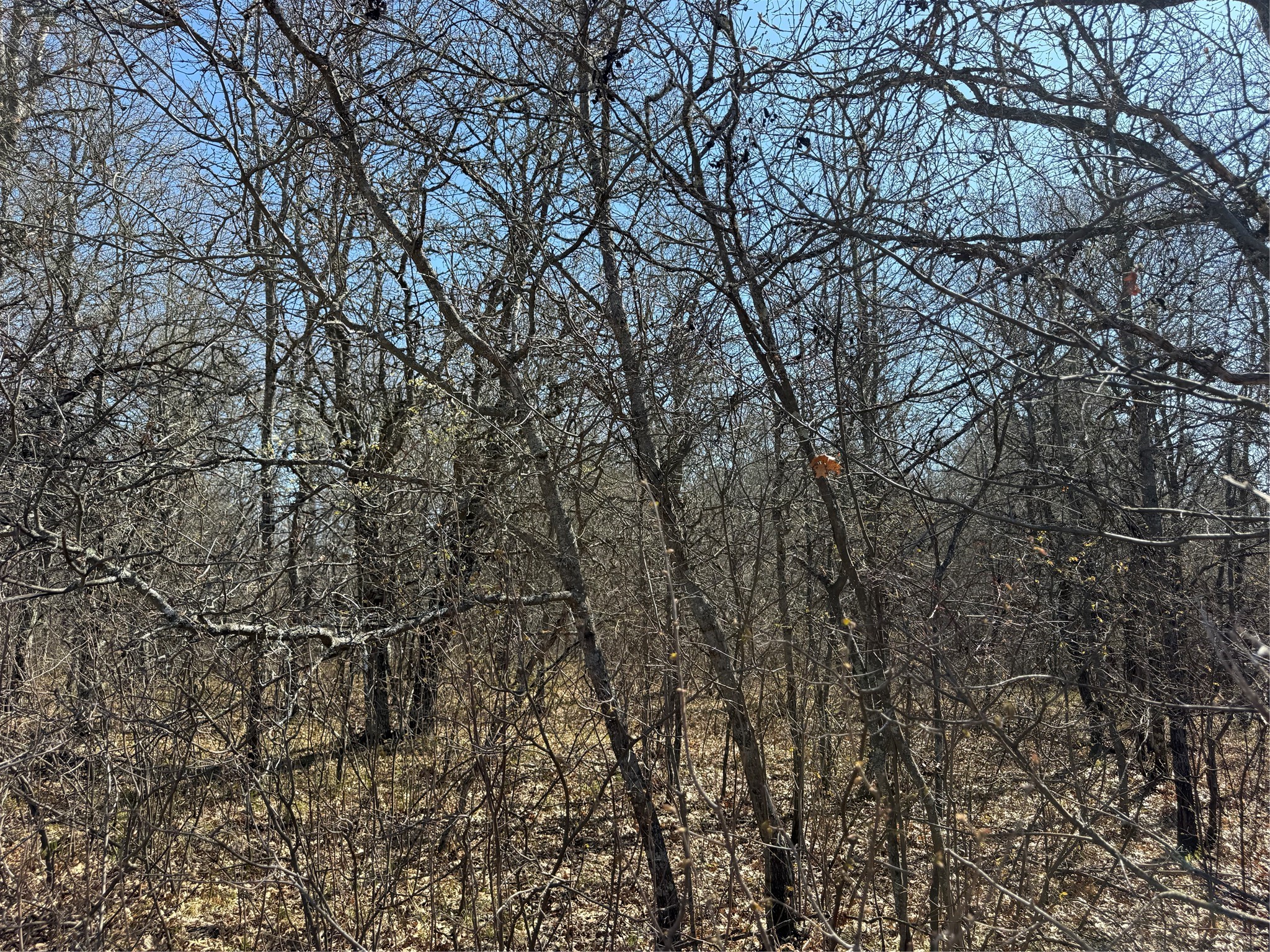 Lot 53 E Wilderness Court Barnes WI 54873 1600937 image1