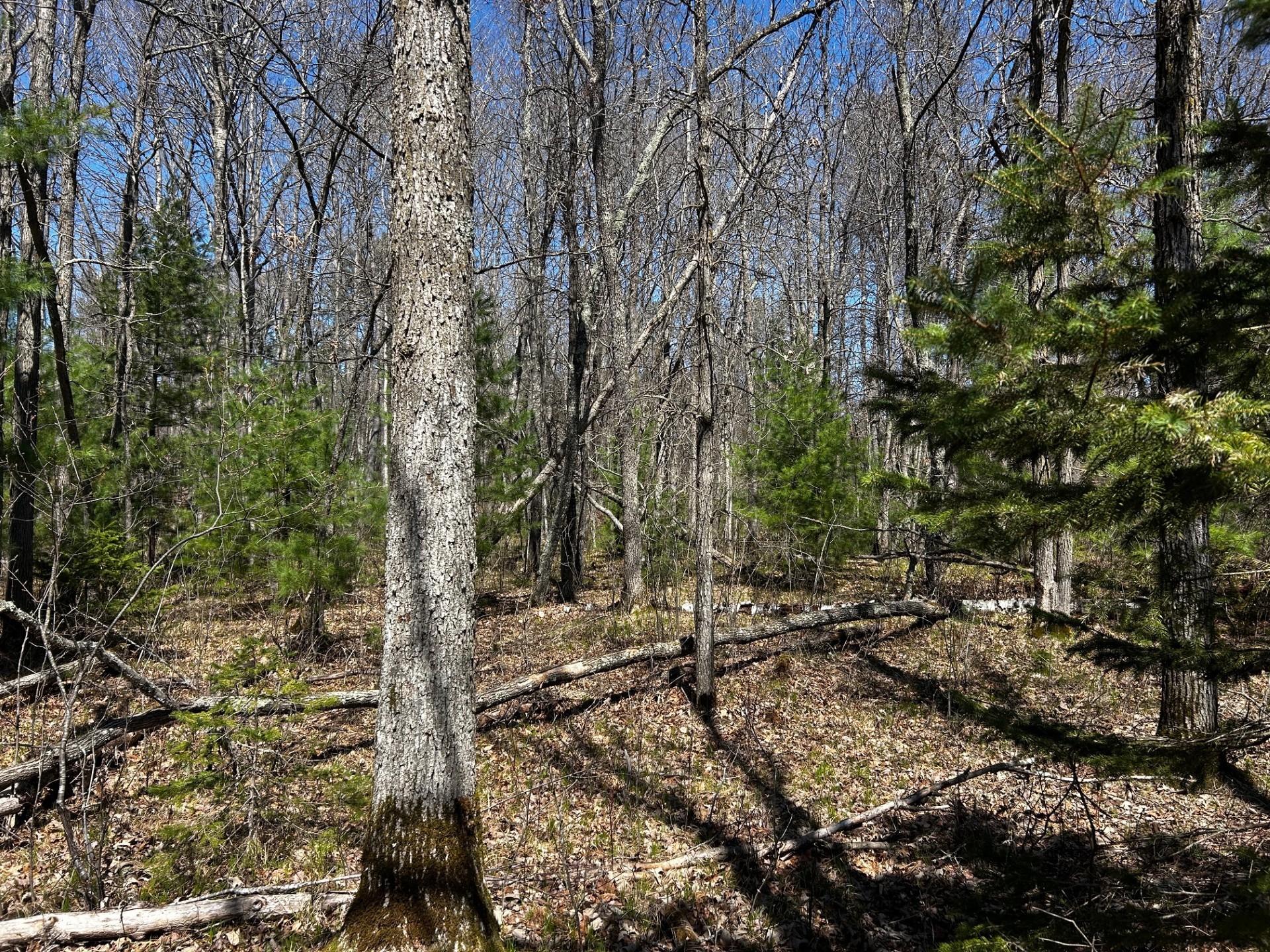Lot 6 Hwy 70 Spooner WI 54801 - Yellow 1601218 image2