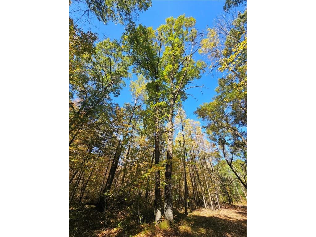 Lot 7 1.83 +/- Acres 295th Avenue Holcombe WI 54745 1595497 image9