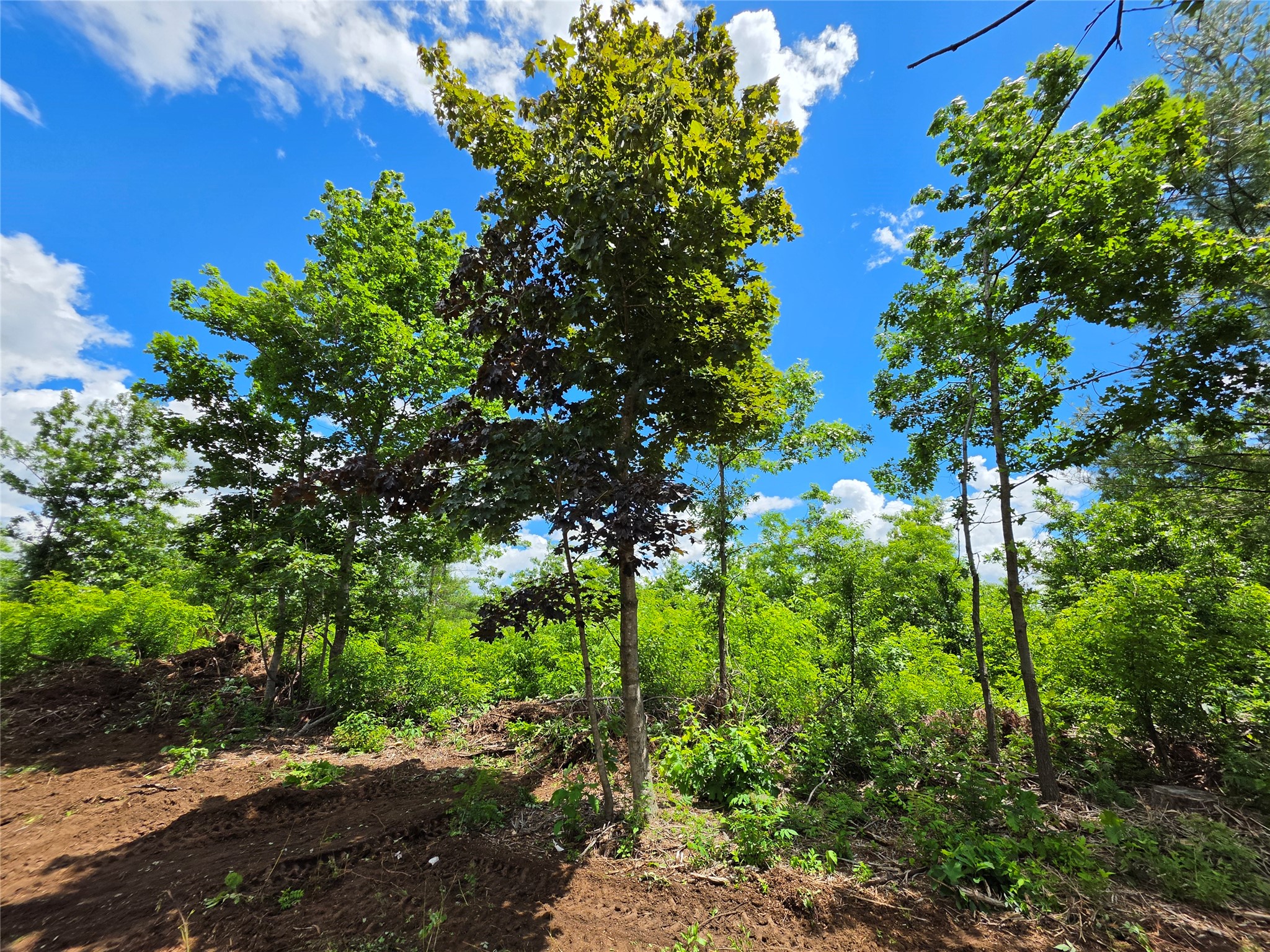 Lot 7 & 8 370th Avenue Elk Mound WI 54739 1601390 image10