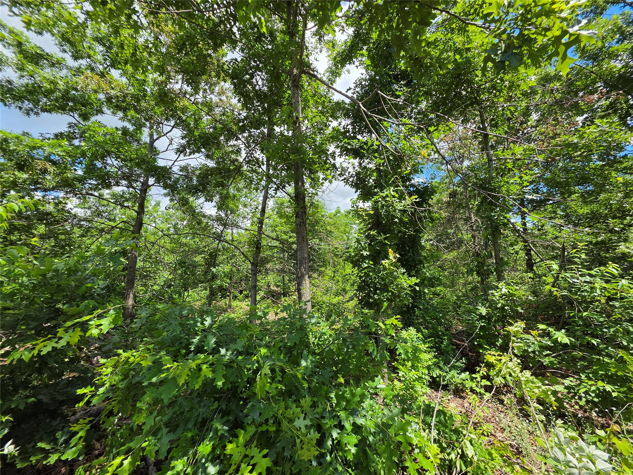 Lot 7 & 8 370th Avenue Elk Mound WI 54739 1601390 image13