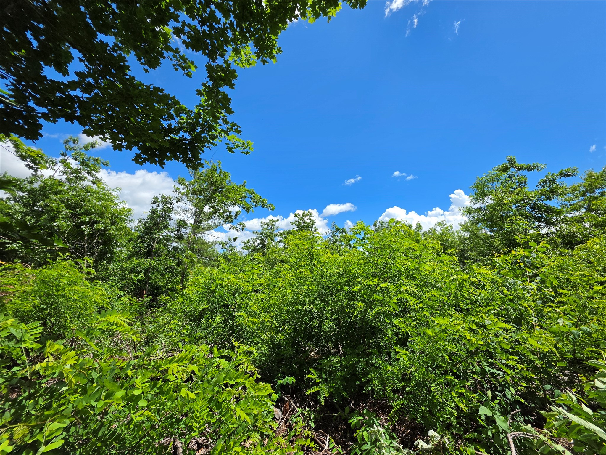 Lot 7 & 8 370th Avenue Elk Mound WI 54739 1601390 image15