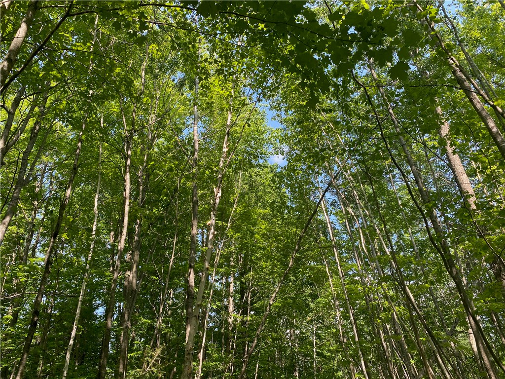 Lot 7 Secluded Trail Hayward WI 54843 1574035 image31