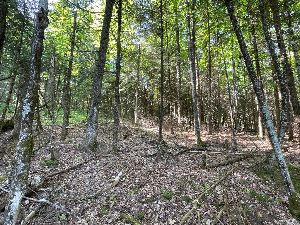 Lot 8 Crane Lane Hayward WI 54843 - Tiger Cat 1582551 image24