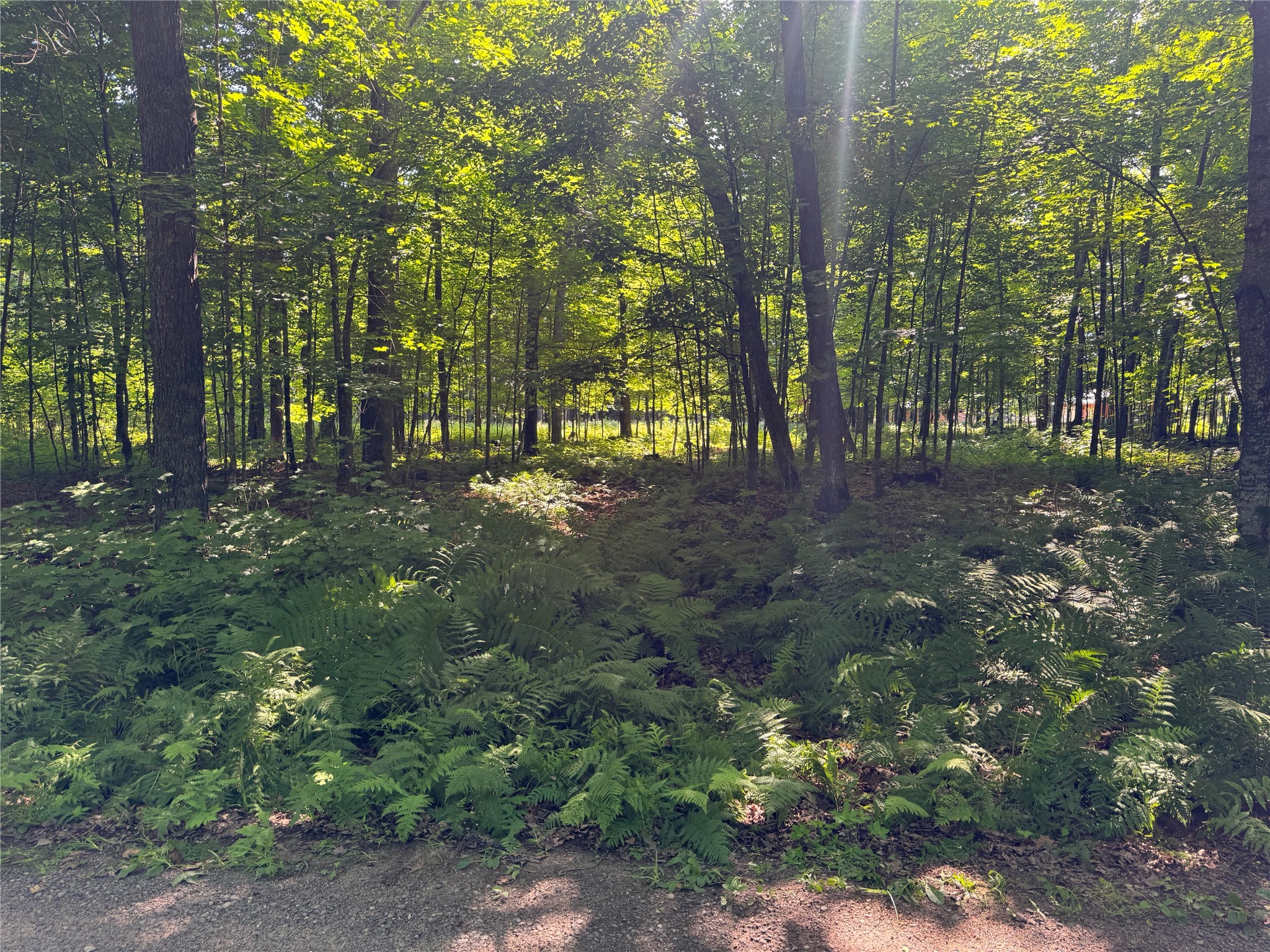 Lot 8 Crane Lane Hayward WI 54843 - Tiger Cat 1603375 image11