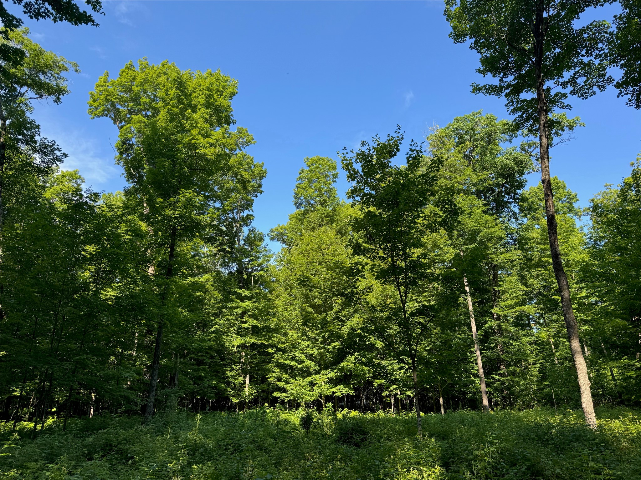 Lot 8 Crane Lane Hayward WI 54843 - Tiger Cat 1603375 image15