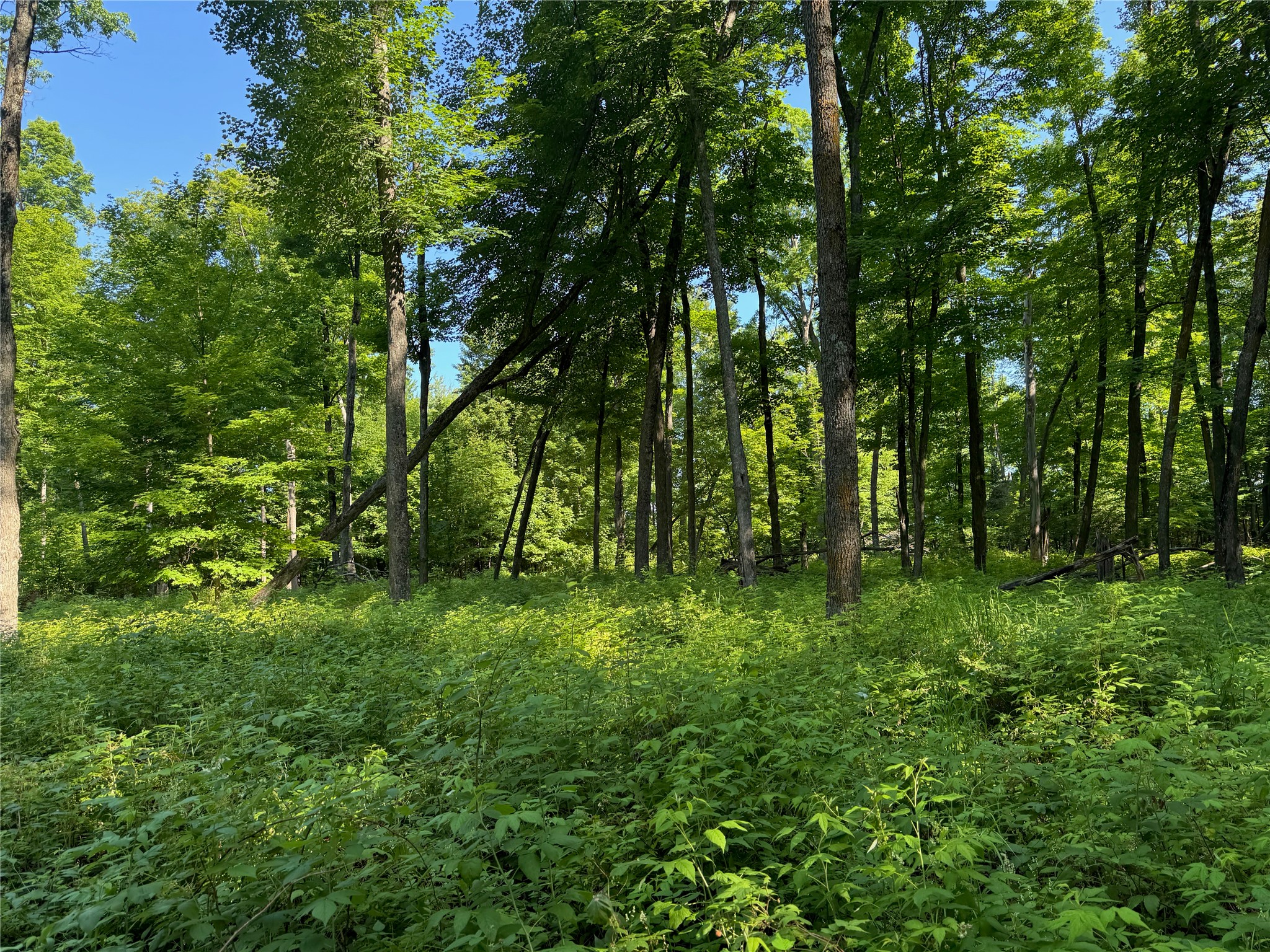 Lot 8 Crane Lane Hayward WI 54843 - Tiger Cat 1603375 image17