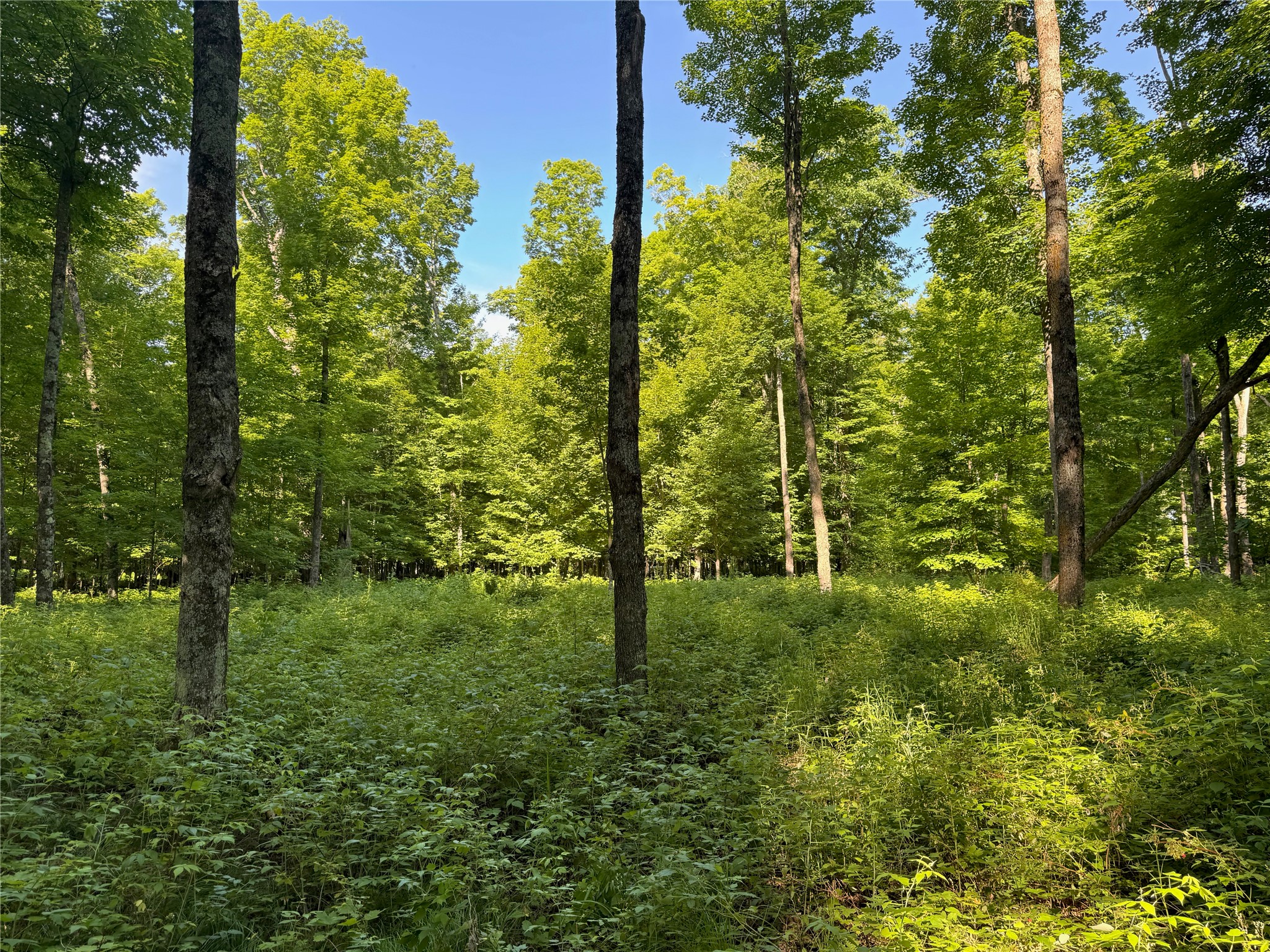 Lot 8 Crane Lane Hayward WI 54843 - Tiger Cat 1603375 image19