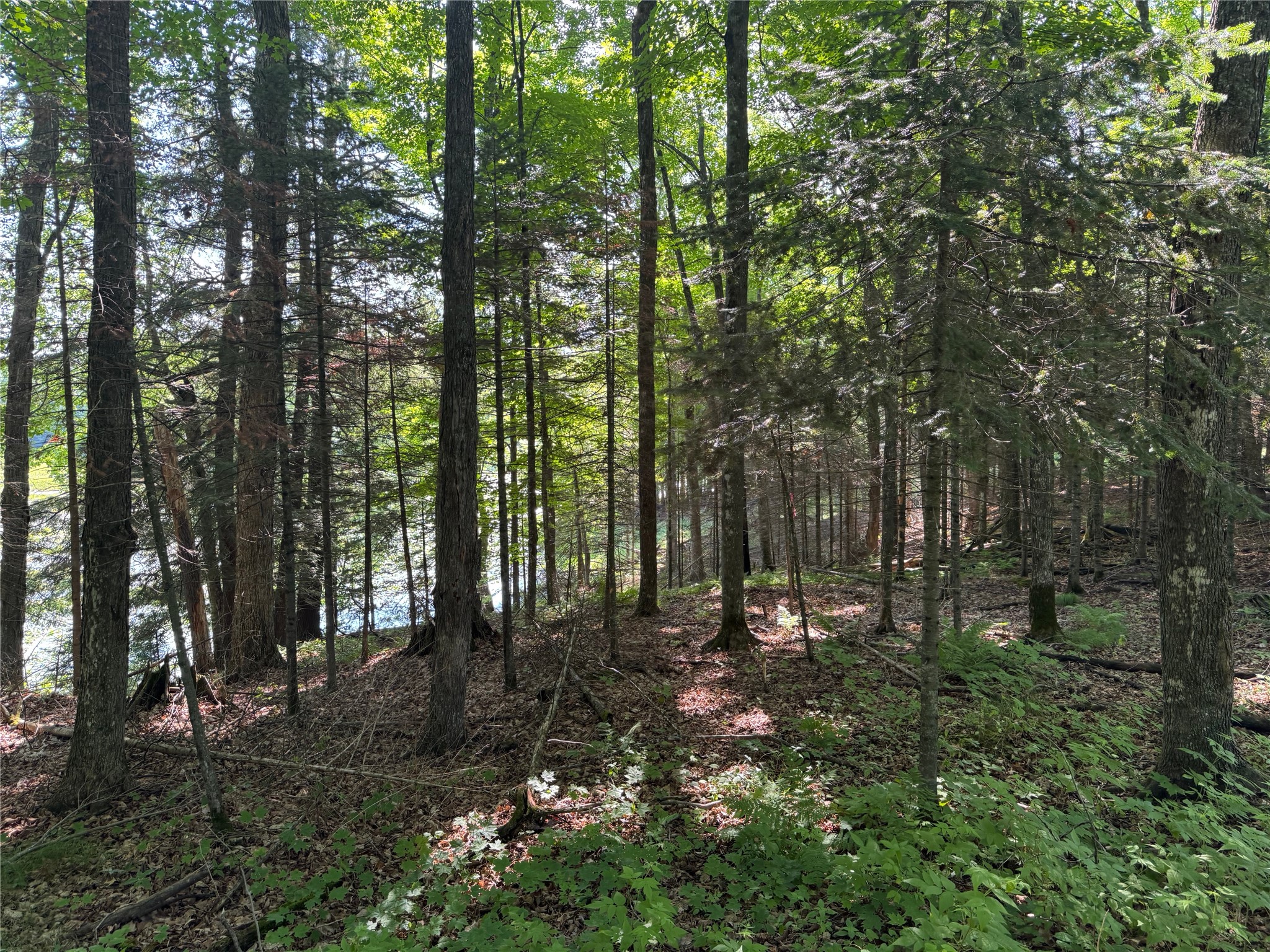 Lot 8 Crane Lane Hayward WI 54843 - Tiger Cat 1603375 image21