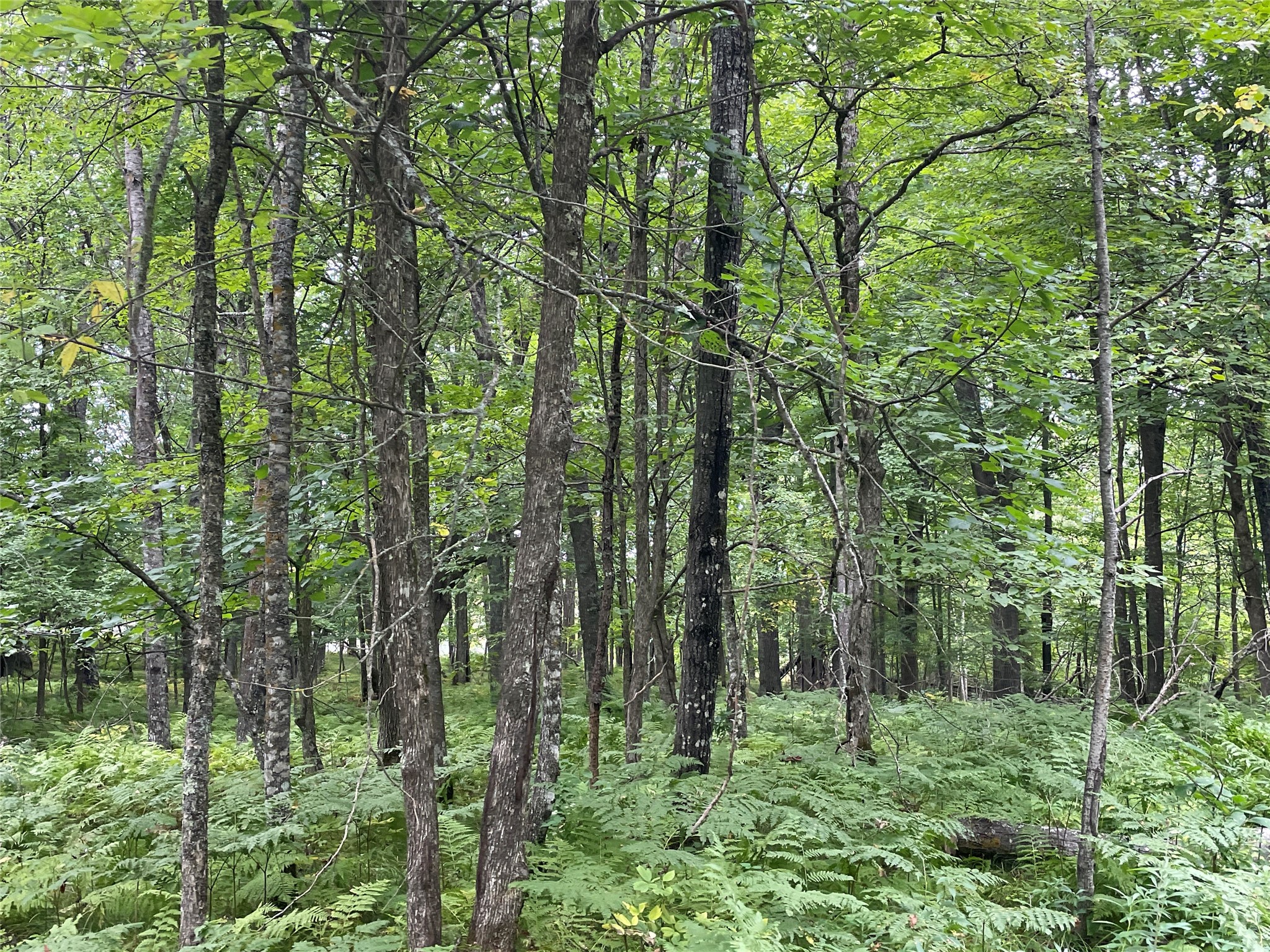 Lot 9 Hermosa Lane Hayward WI 54843 1600925 image9