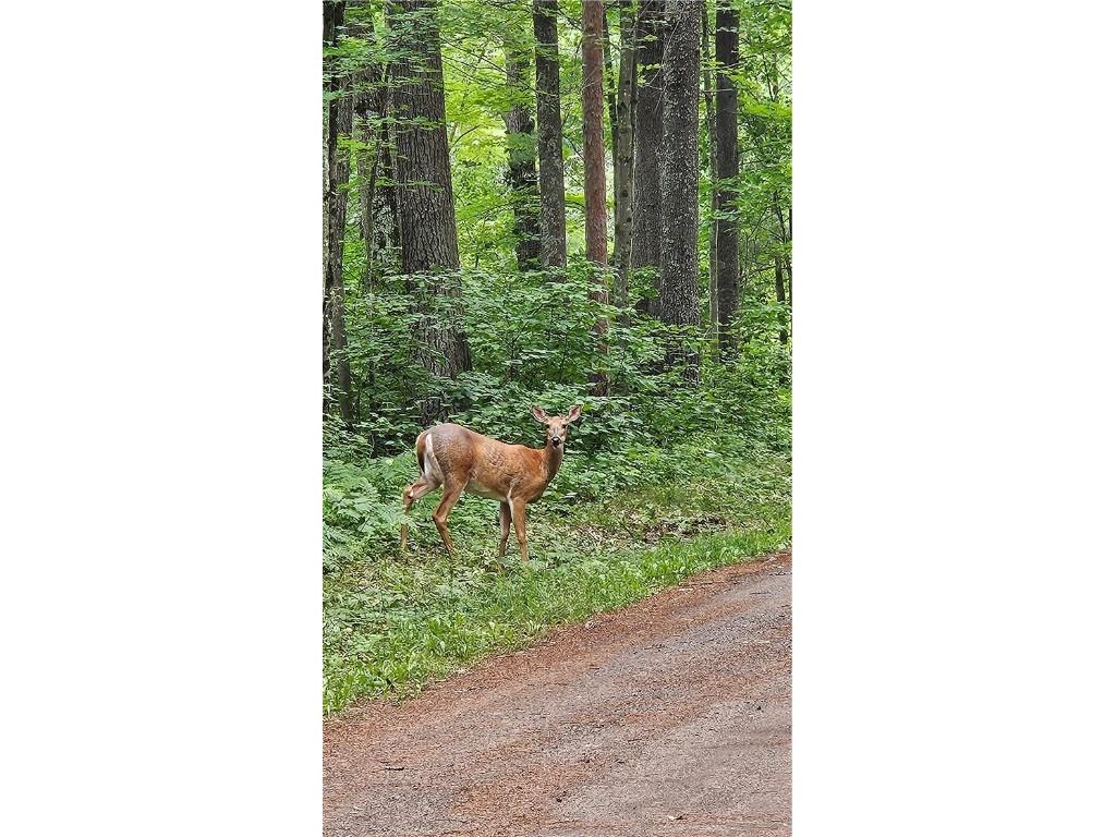 Lots 17 18 36-40 BLK 13 Dixon Ave Hayward WI 54843 1594813 image1