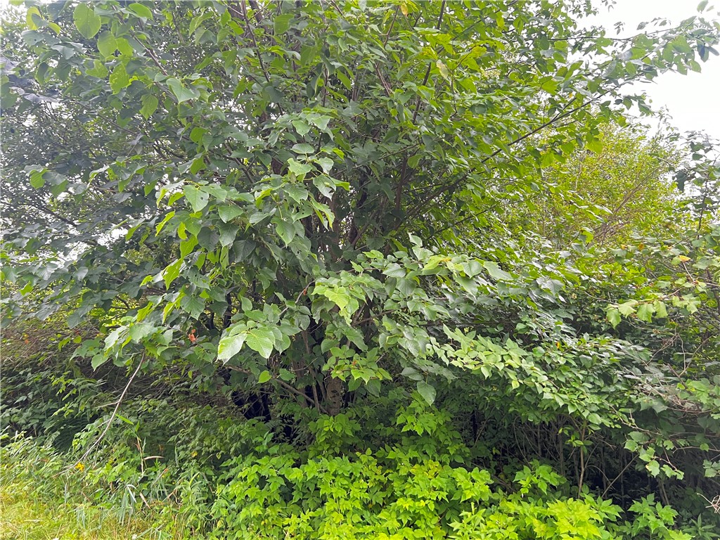 Lots 20 & 21 250th Street Cadott WI 54727 1595585 image5