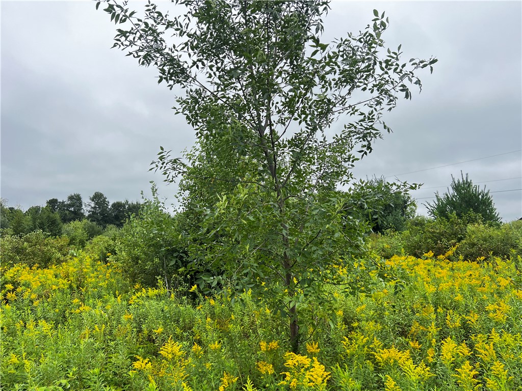 Lots 20 & 21 250th Street Cadott WI 54727 1595585 image6