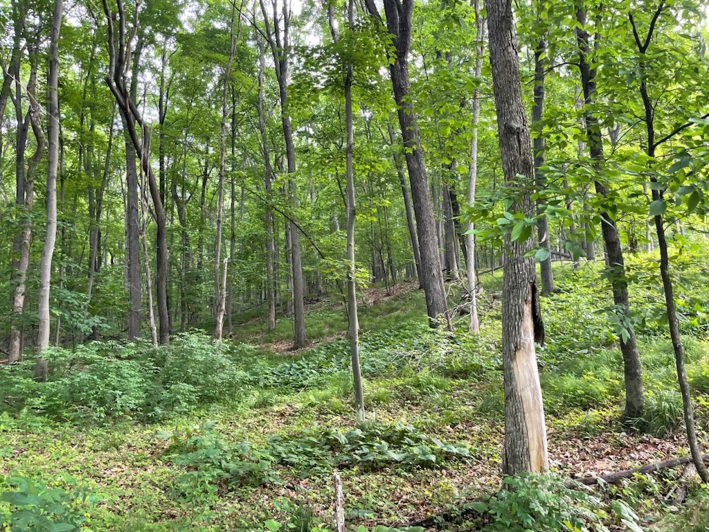 Lots 4 5 & 6 Anderson Hill Lane Boyceville WI 54725 1591326 image18