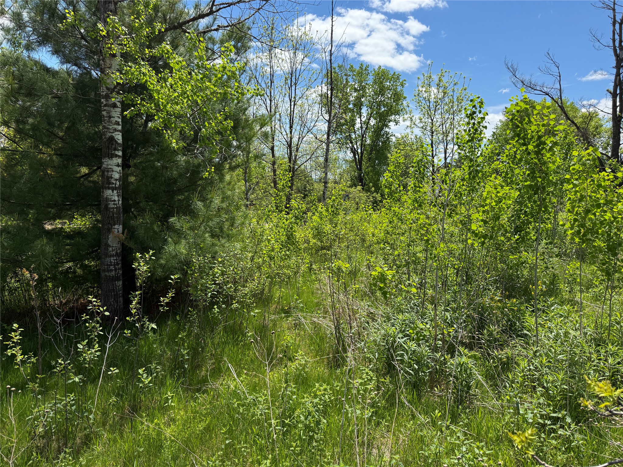 Lots 84-88 Van Buren Street Black River Falls WI 54615 1601407 image9