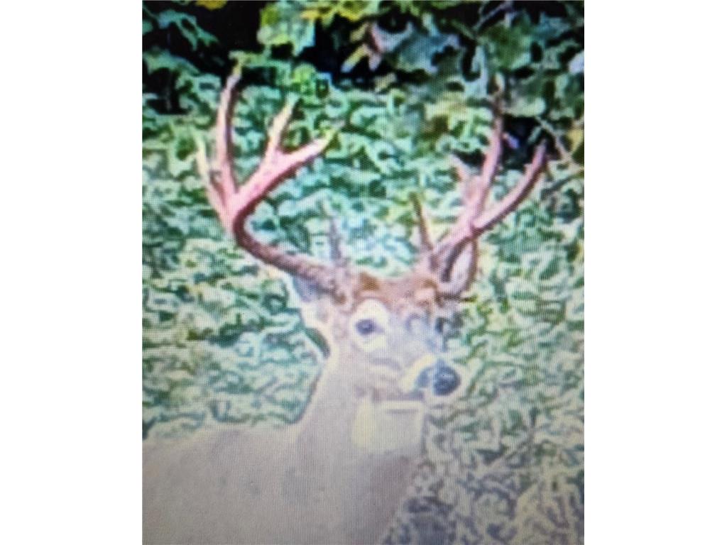 N 900 Joes Road Conrath WI 54731 - Branch of Main Creek 1594406 image10