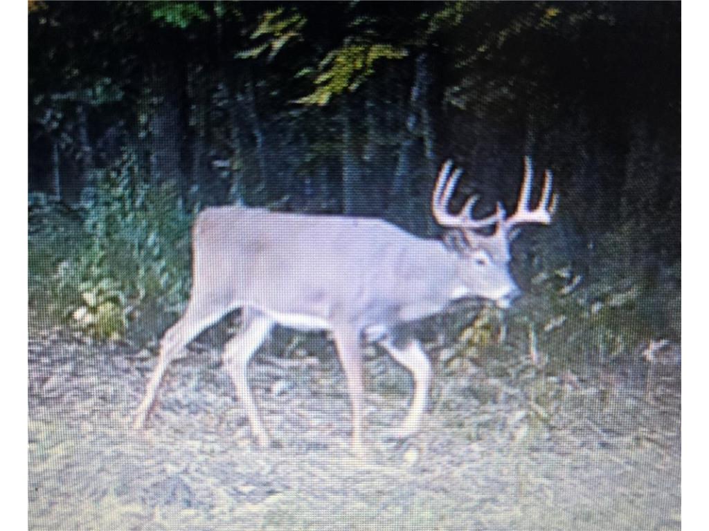 N 900 Joes Road Conrath WI 54731 - Branch of Main Creek 1594406 image12