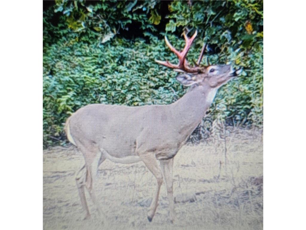 N 900 Joes Road Conrath WI 54731 - Branch of Main Creek 1594406 image14