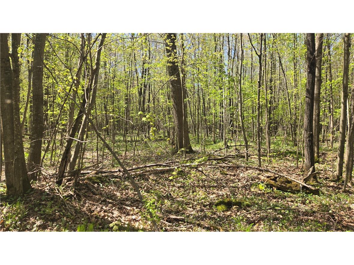 N 900 Joes Road Conrath WI 54731 - Branch of Main Creek 1594406 image19