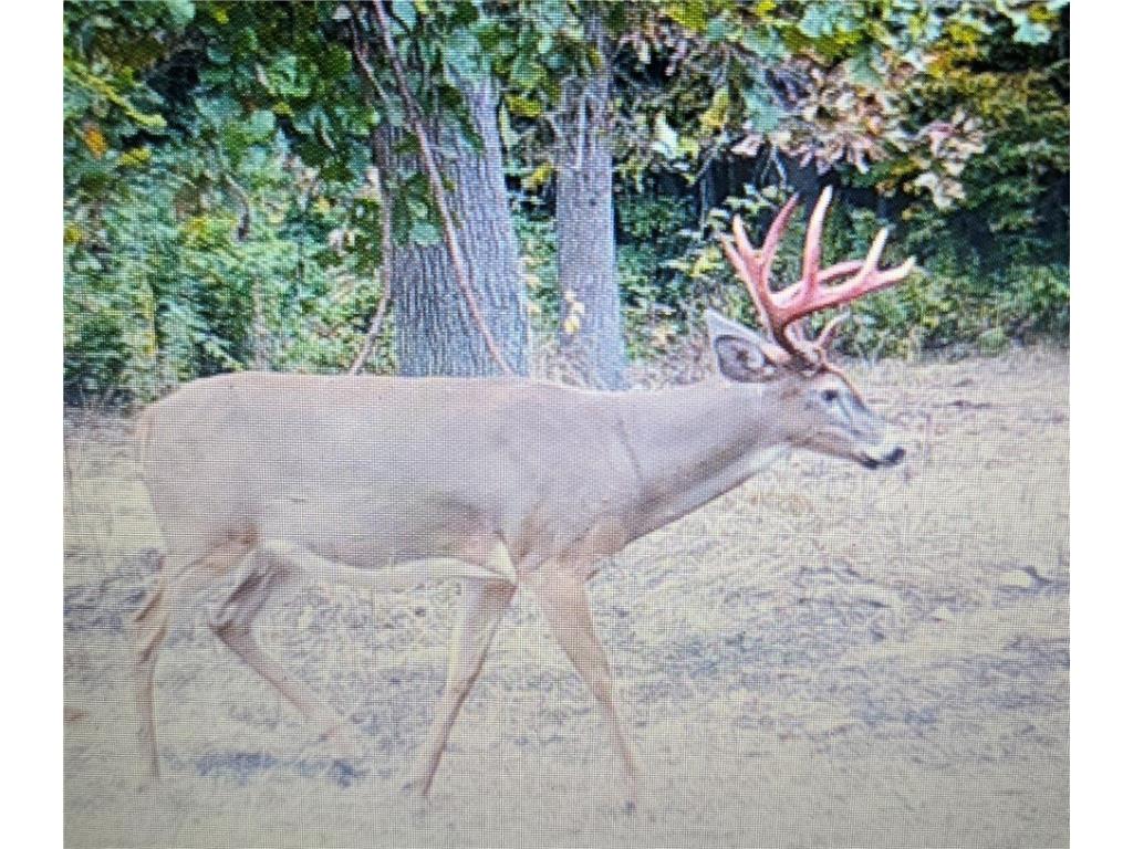 N 900 Joes Road Conrath WI 54731 - Branch of Main Creek 1594406 image2