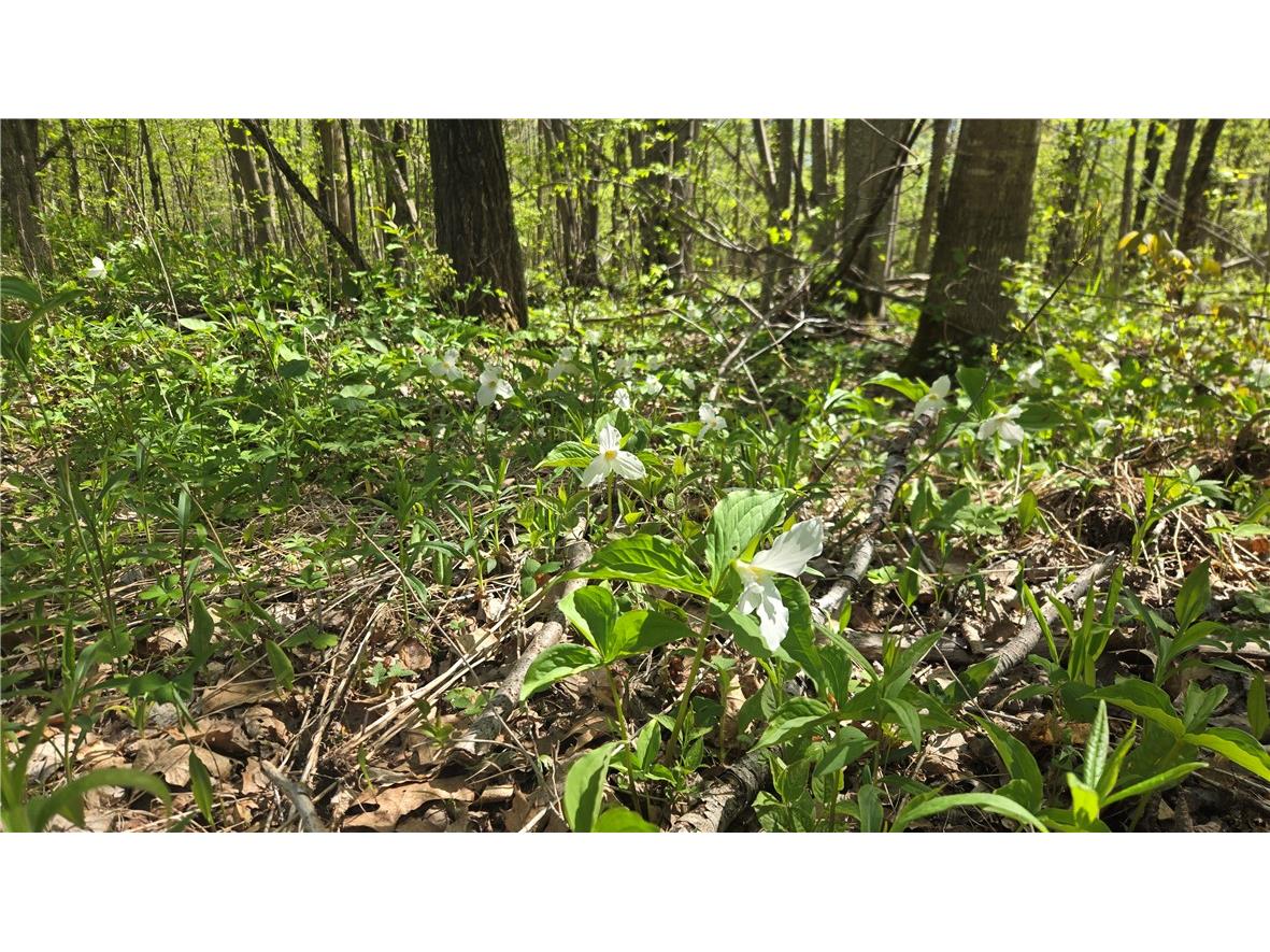 N 900 Joes Road Conrath WI 54731 - Branch of Main Creek 1594406 image21