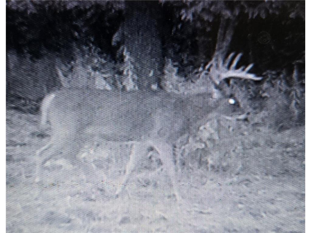 N 900 Joes Road Conrath WI 54731 - Branch of Main Creek 1594406 image22