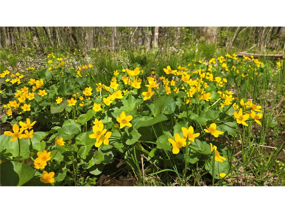 N 900 Joes Road Conrath WI 54731 - Branch of Main Creek 1594406 image23