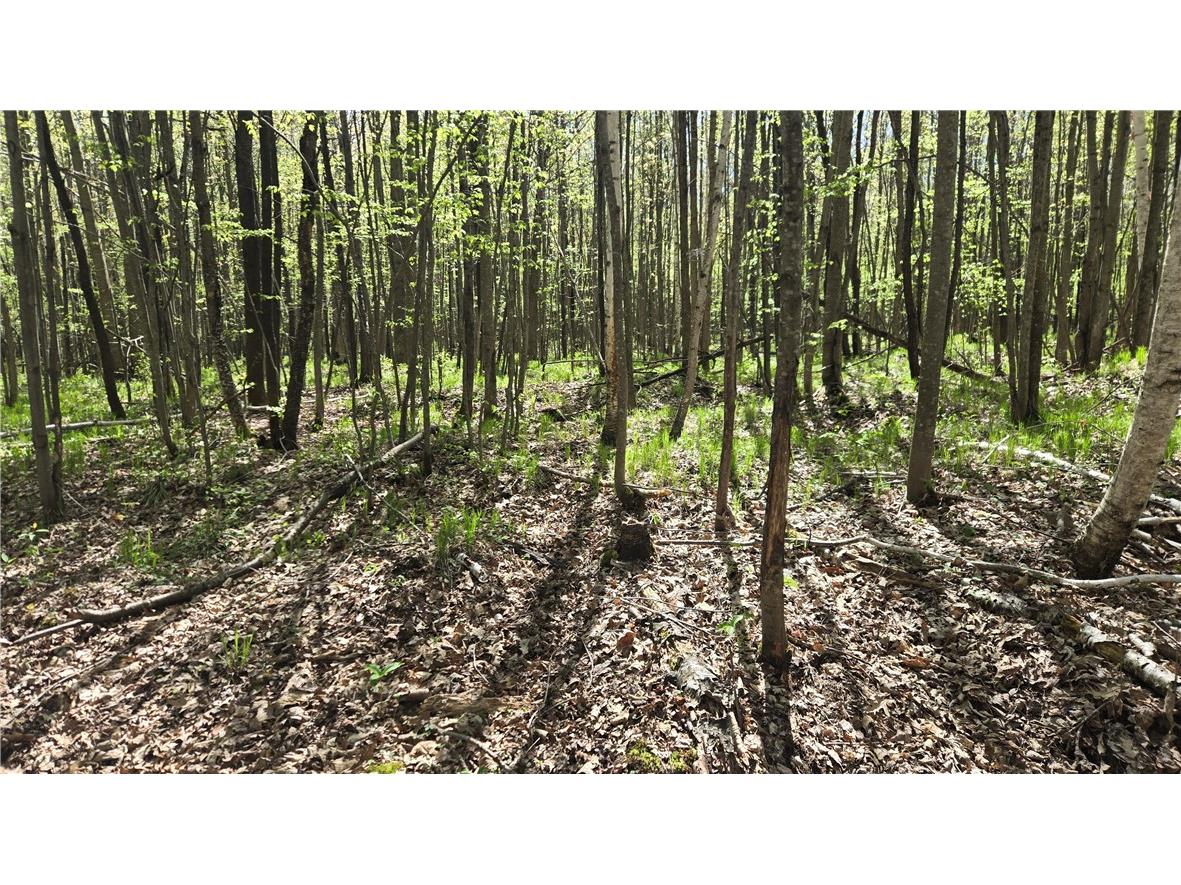 N 900 Joes Road Conrath WI 54731 - Branch of Main Creek 1594406 image25