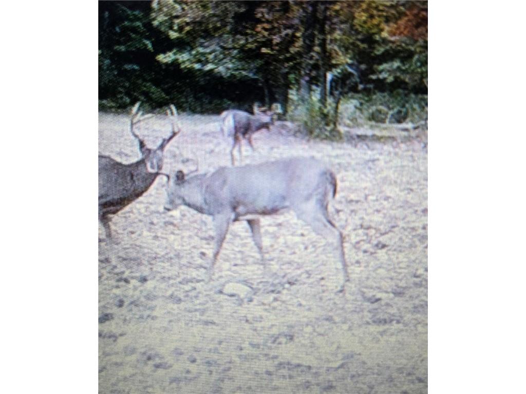 N 900 Joes Road Conrath WI 54731 - Branch of Main Creek 1594406 image26