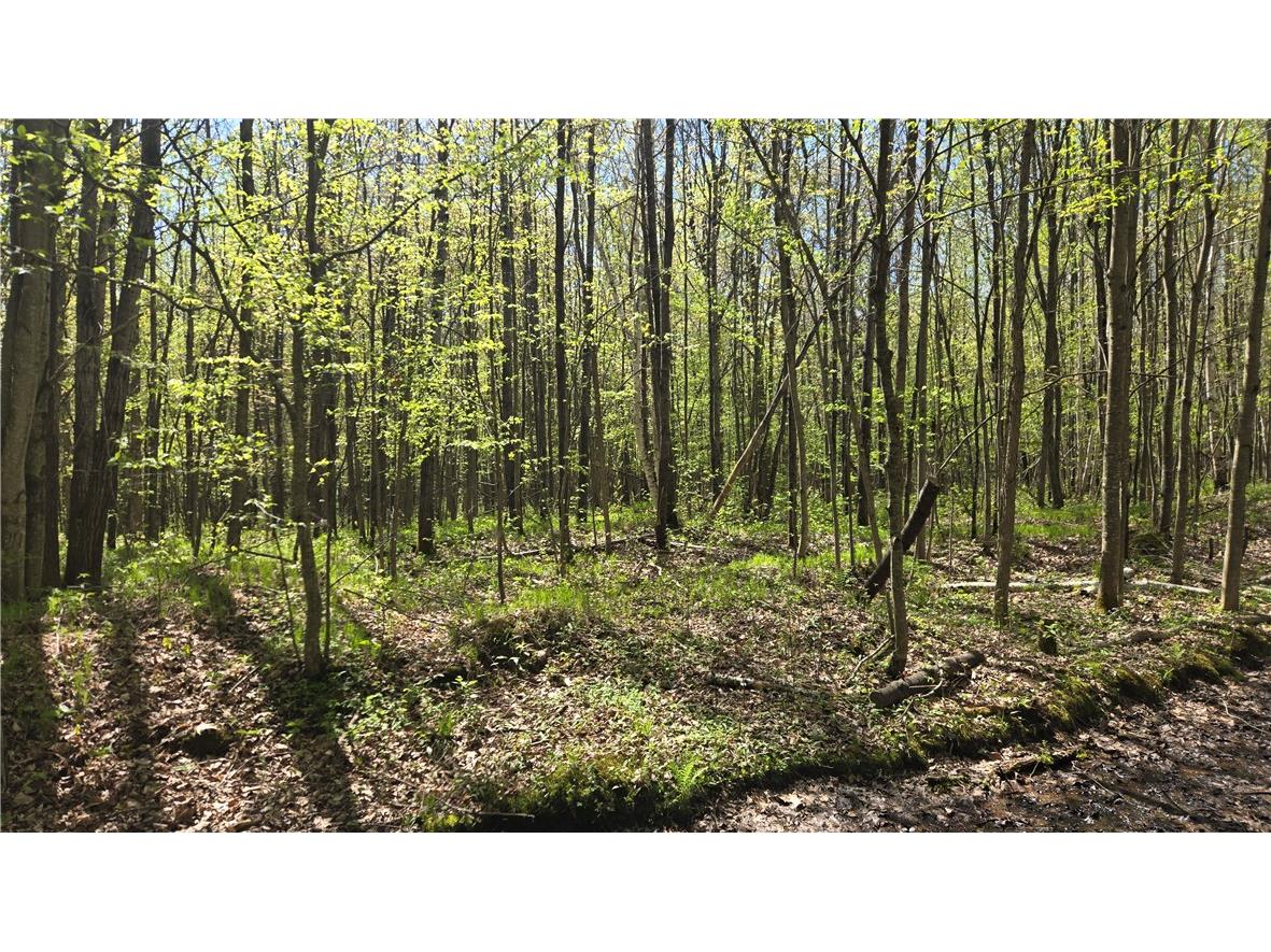 N 900 Joes Road Conrath WI 54731 - Branch of Main Creek 1594406 image27