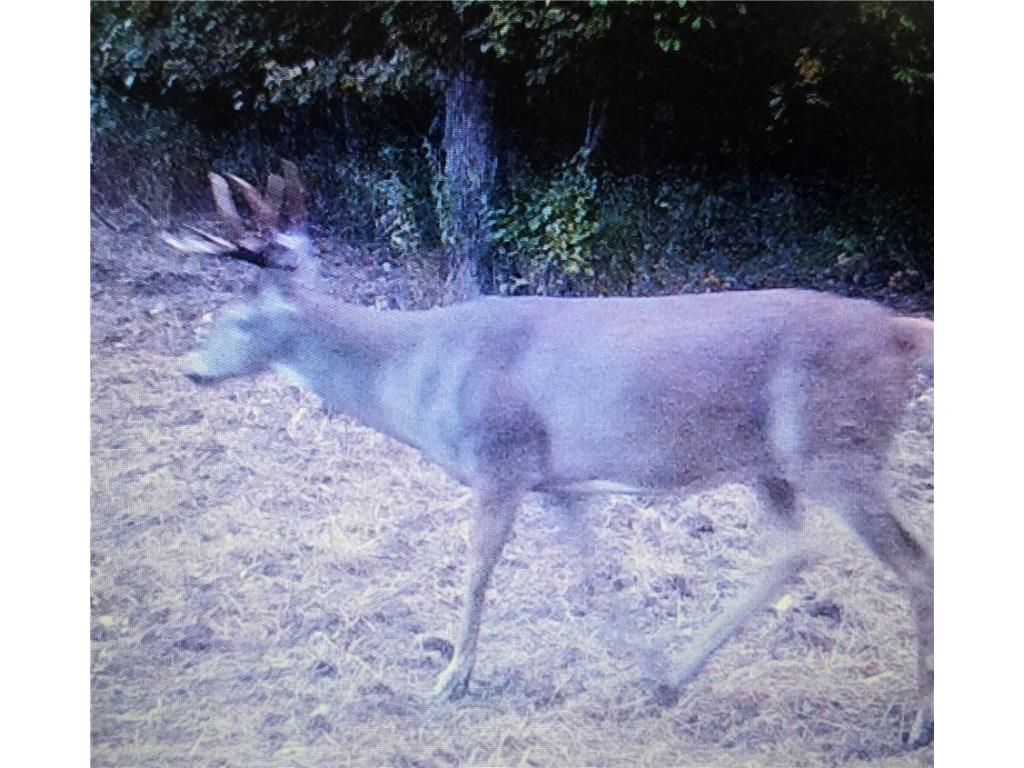 N 900 Joes Road Conrath WI 54731 - Branch of Main Creek 1594406 image28