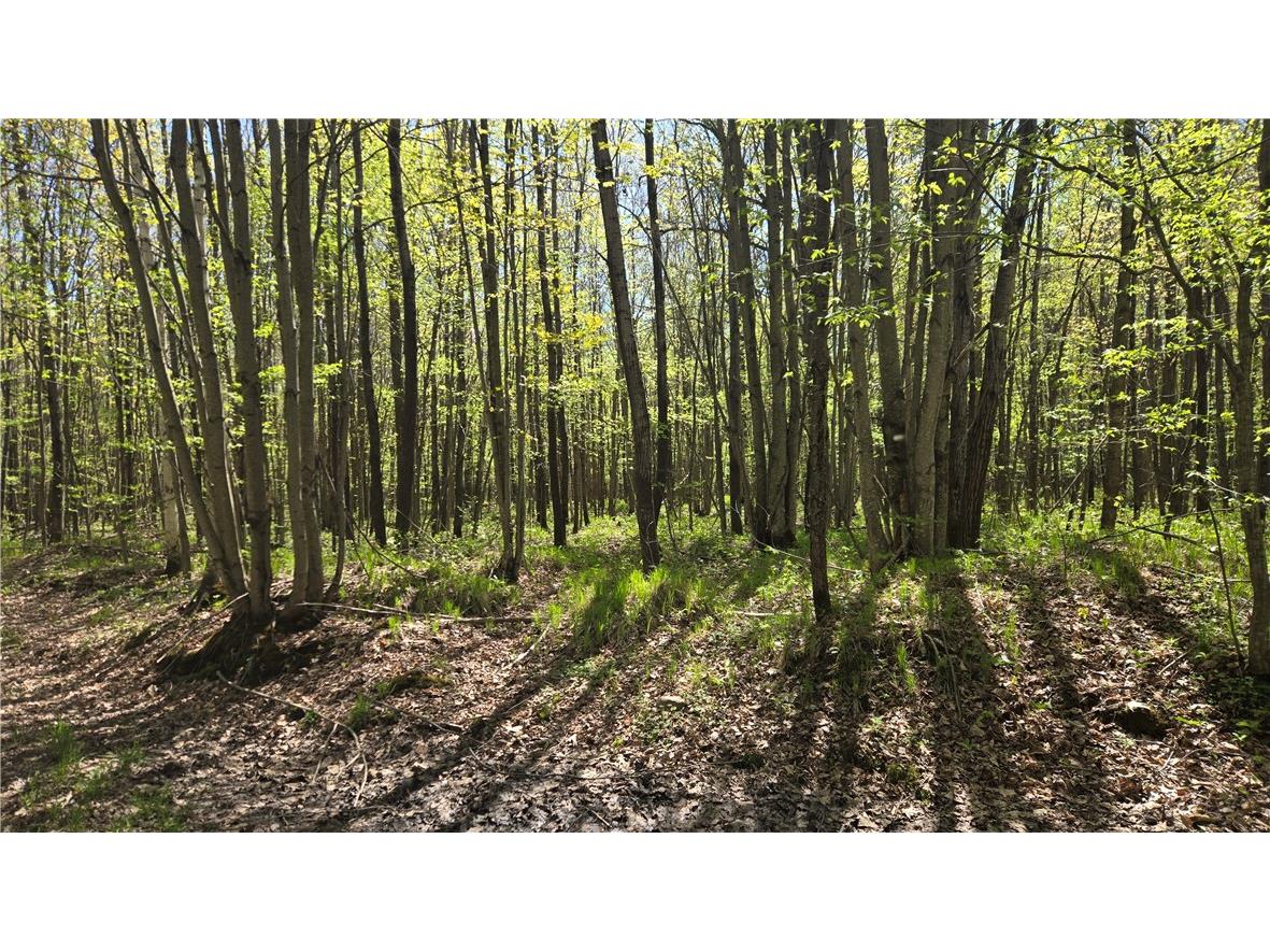 N 900 Joes Road Conrath WI 54731 - Branch of Main Creek 1594406 image29