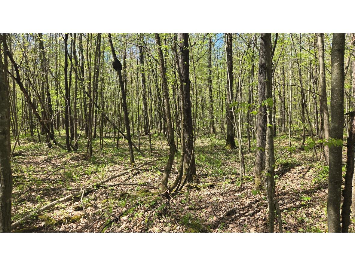 N 900 Joes Road Conrath WI 54731 - Branch of Main Creek 1594406 image30