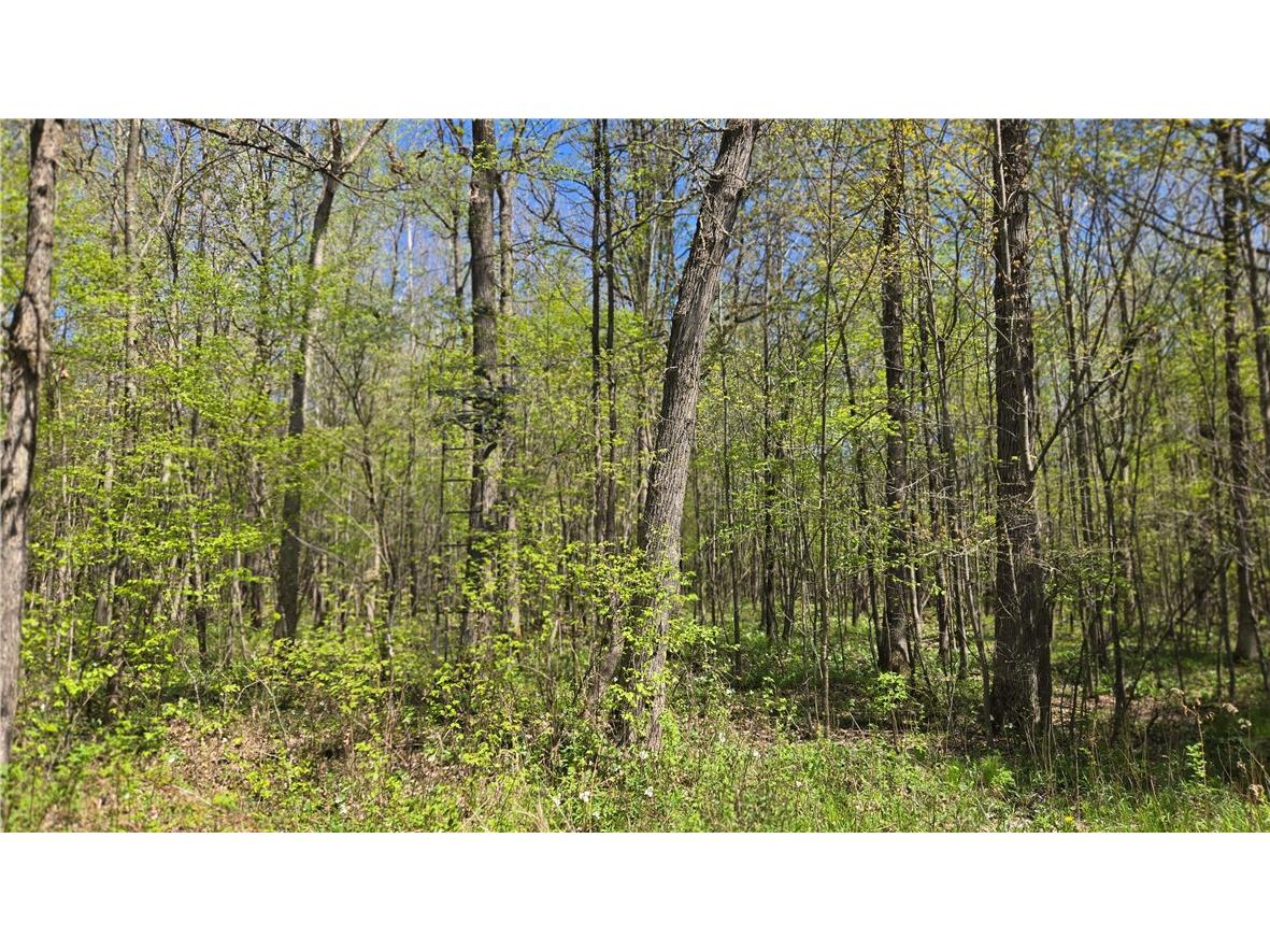 N 900 Joes Road Conrath WI 54731 - Branch of Main Creek 1594406 image43