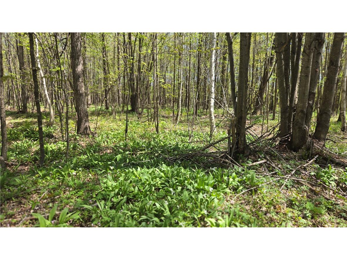 N 900 Joes Road Conrath WI 54731 - Branch of Main Creek 1594406 image44