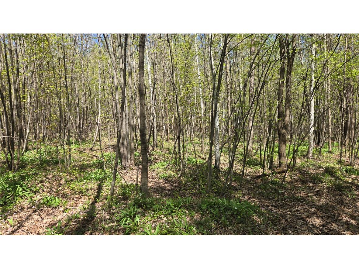 N 900 Joes Road Conrath WI 54731 - Branch of Main Creek 1594406 image45