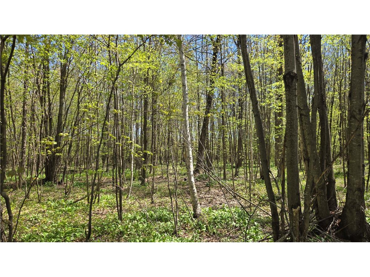 N 900 Joes Road Conrath WI 54731 - Branch of Main Creek 1594406 image46