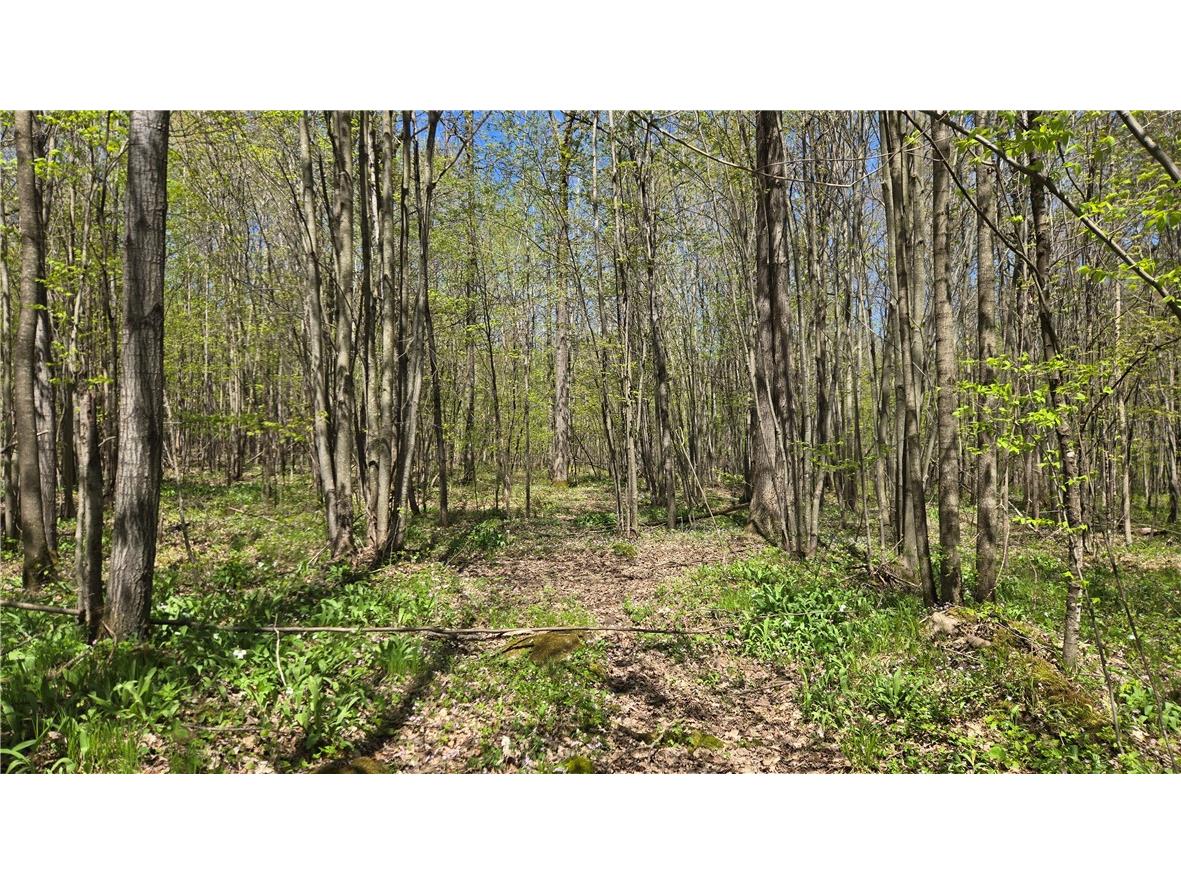 N 900 Joes Road Conrath WI 54731 - Branch of Main Creek 1594406 image47