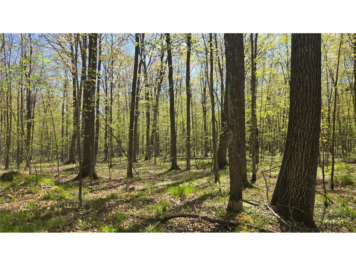 N 900 Joes Road Conrath WI 54731 - Branch of Main Creek 1594406 image5